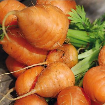 Carota Paris market