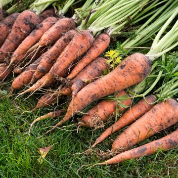 Carota Nantese migilorata 3 race Tam Tam