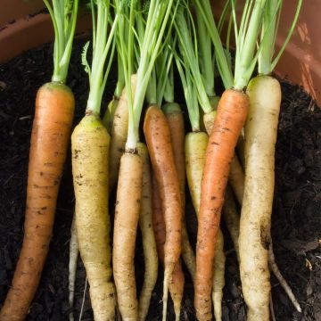 Carota Rainbow F1