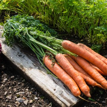 Carota Resistofly F1