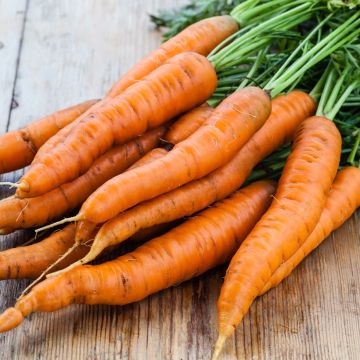 Carota Colmar a cuore rosso 2 Bio