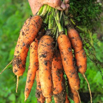 Carota Colmar a cuore rosso