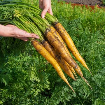 Carota da foraggio Jaune du Doubs Bio - Ferme de Sainte Marthe