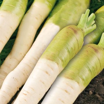 Carota bianca blanche à collet vert