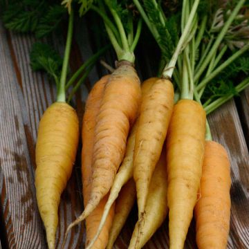 Carota da foraggio jaune du Doubs