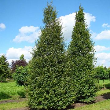 Carpinus betulus A. Beeckman - Carpino bianco