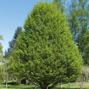 Carpinus betulus Fastigiata - Carpino bianco