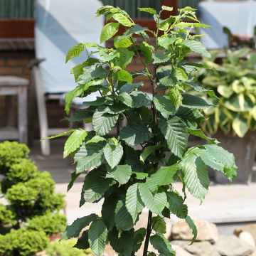 Carpinus betulus Fastigiata Monument - Carpino bianco