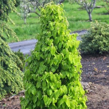 Carpinus betulus Monumentalis - Carpino bianco