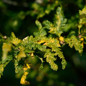 Carpinus betulus Quercifolia - Carpino bianco