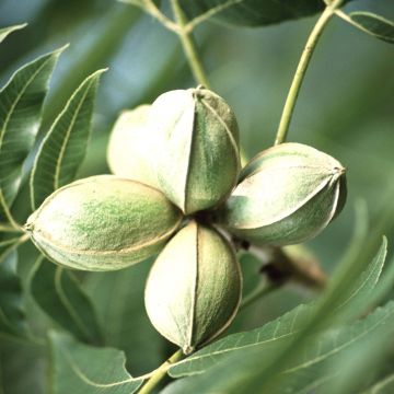 Carya illinoinensis - Pecan