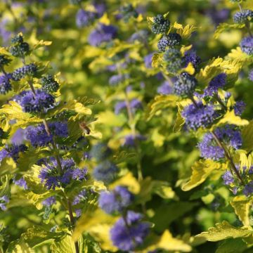 Caryopteris clandonensis Hint of Gold