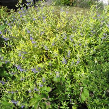 Caryopteris clandonensis Worcester Gold