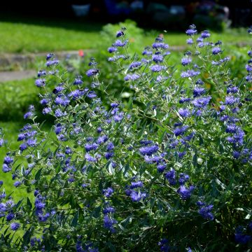 Caryopteris clandonensis Heavenly Blue