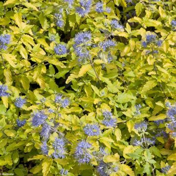 Caryopteris incana Sunshine Blue