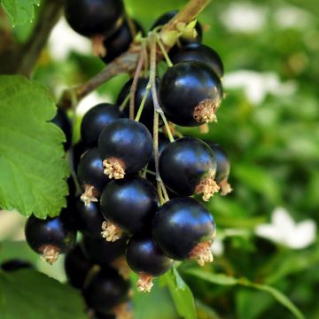 Ribes nero Black'n Red Premiere