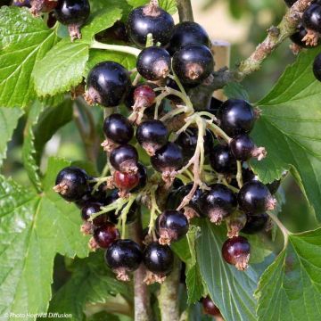 Ribes nero Noir de Bourgogne