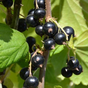 Ribes nero Perles d'Auvergne 'delcaresnoi'