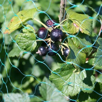 Ribes nero - Ribes nigrum