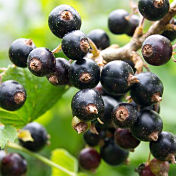 Ribes nero Titania