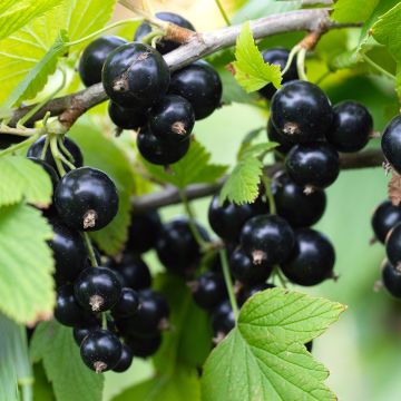 Ribes nero Titania Bio