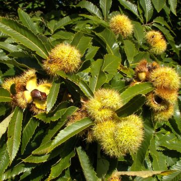 Castanea sativa - Castagno