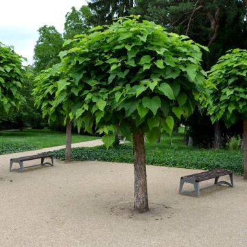 Catalpa bignonioides Nana - Albero dei sigari