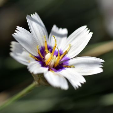 Catananche caerulea Alba - Cupidone azzurro