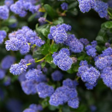 Ceanothus Autumnal Blue