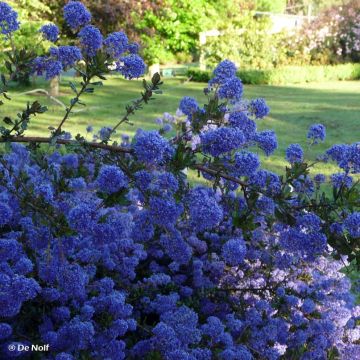 Ceanothus thyrsiflorus var. repens Blue Sapphire