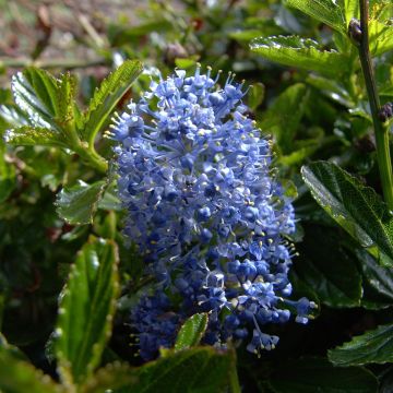 Ceanothus Burkwoodii