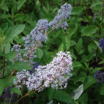 Ceanothus delilianus Gloire de Versailles