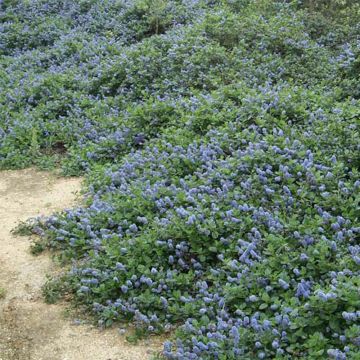 Ceanothus griseus var. horizontalis Yankee Point