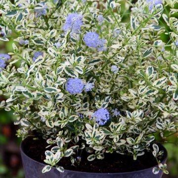 Ceanothus impressus Cool Blue