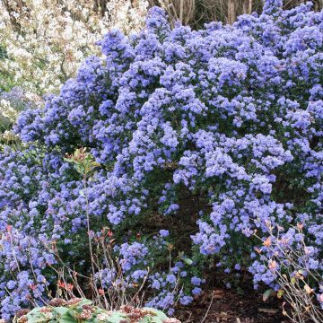 Ceanothus impressus Puget Blue