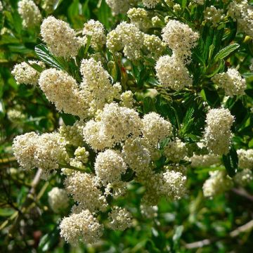 Ceanothus thyrsiflorus Millerton Point