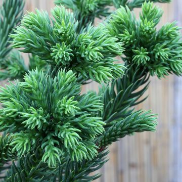 Cryptomeria japonica Dinger - Cedro del Giappone