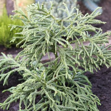 Cryptomeria japonica Spiralis - Cedro del Giappone