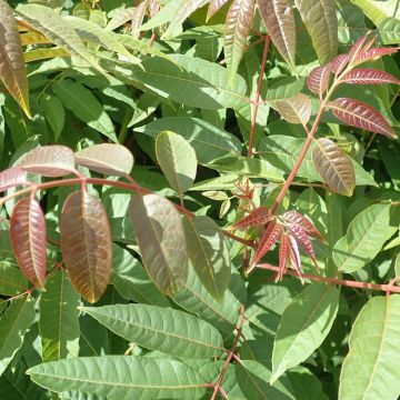 Toona sinensis