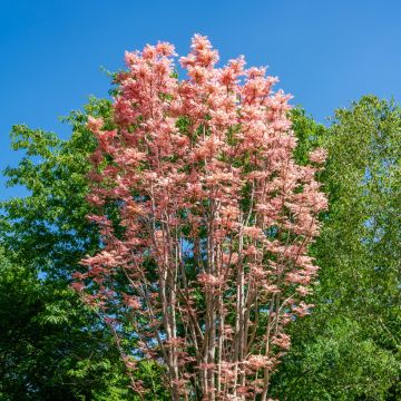 Toona sinensis Flamingo