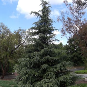 Cedrus deodara - Cedro dell'Himalaya