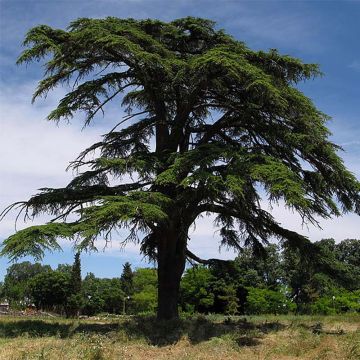 Cedrus libani - Cedro del Libano