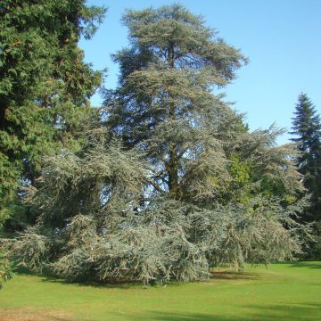 Cedrus libani subsp. atlantica Glauca - Cedro del Libano