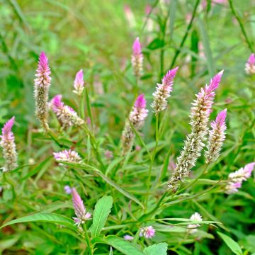 Celosia argentea var. spicata Flamingo Pink