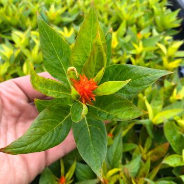 Celosia argentea var. plumosa Kelos Fire Orange - Amaranto piumoso