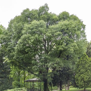 Celtis australis - Bagolaro