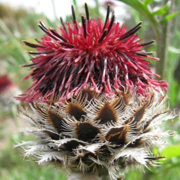 Centaurea atropurpurea - Fiordaliso