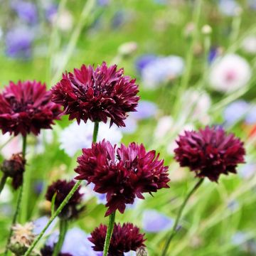 Centaurea cyanus Black Ball - Fiordaliso vero