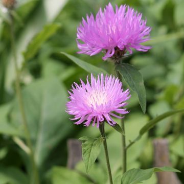 Centaurea dealbata - Fiordaliso