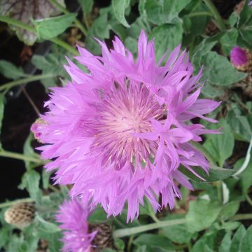 Centaurea hypoleuca John Coutts - Fiordaliso